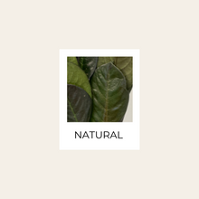 Load image into Gallery viewer, Preserved English Laurel
