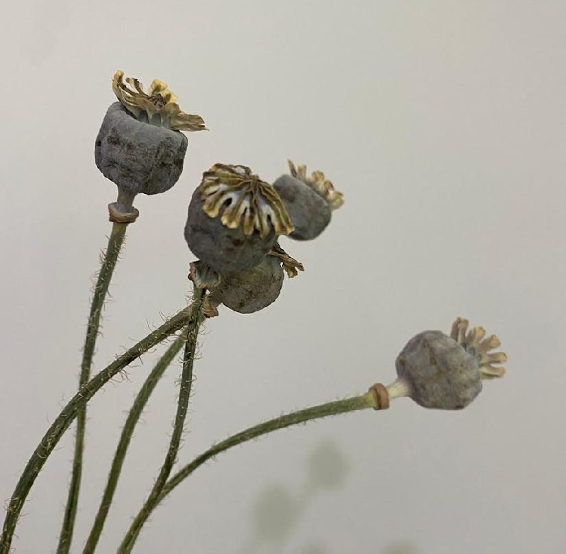 Dried Papaver (Poppy)