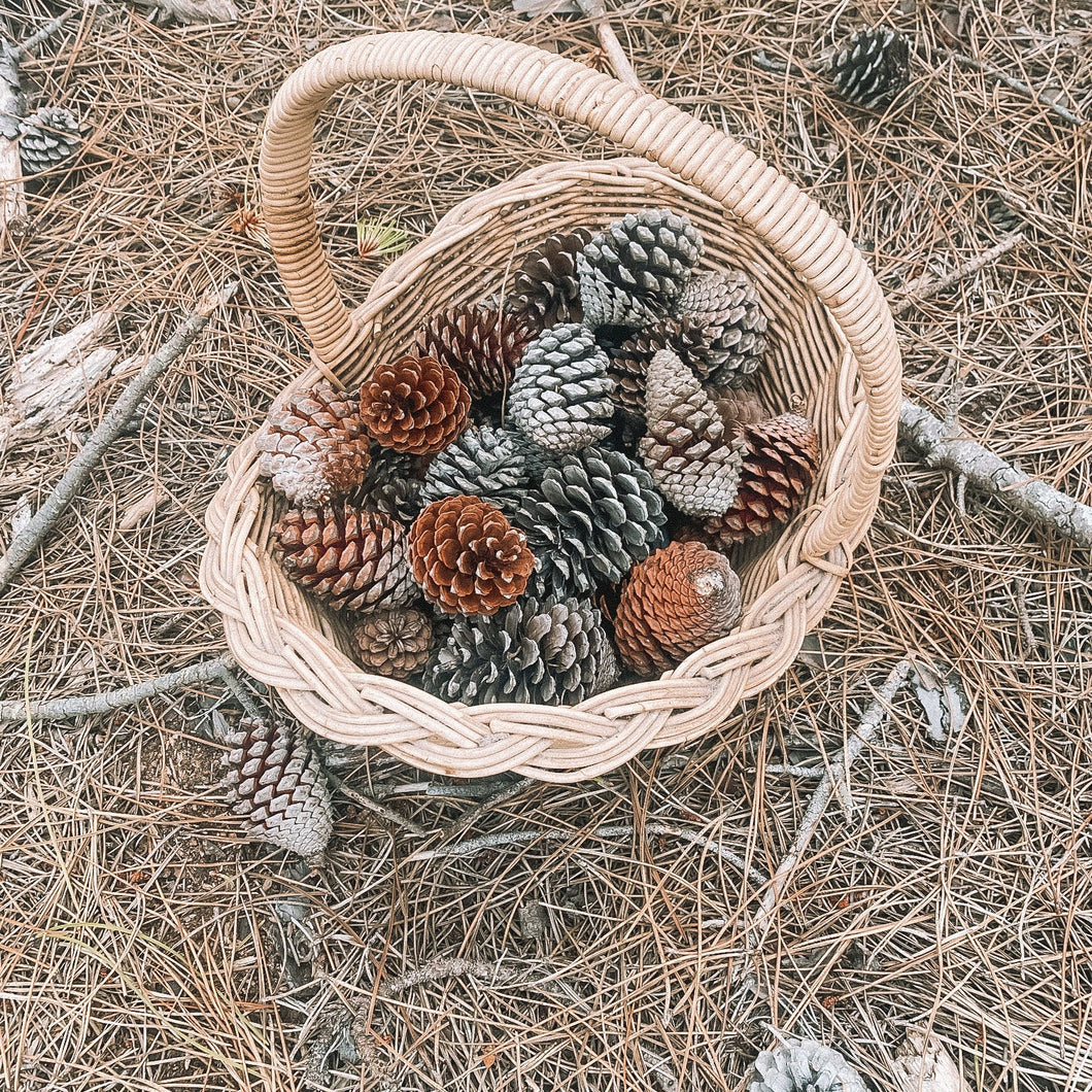 Pine cones